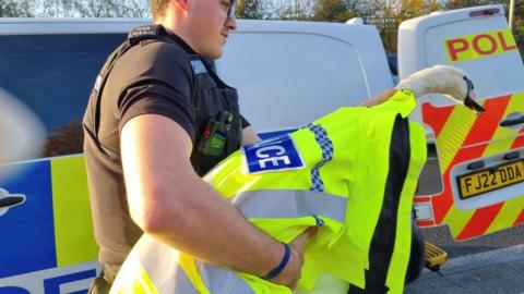 Swan wrapped in police coat and being carried by an officer