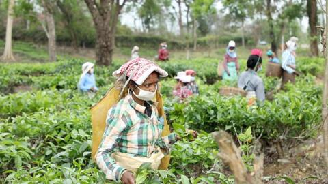 Tea pickers