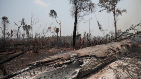 Charred trunks are seen on a tract of Amazon jungle, that was recently burned by loggers and farmers, in Porto Velho, Brazil August 23, 2019