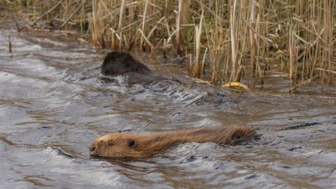 Beaver