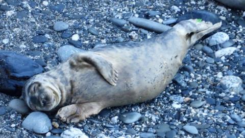 Seal lying down contentedly