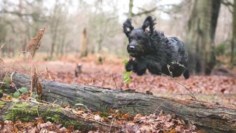 Labradoodle chasing a ball