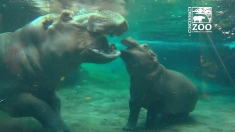 Henry the hippo and baby Fiona enjoying time together.