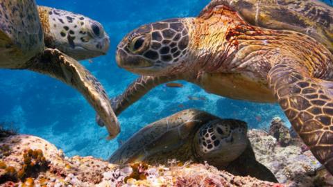 Green turtles in Sipadan, Borneo