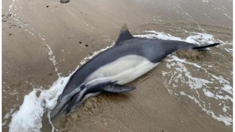 A dead dolphin on California beach