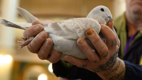 Pigeon fancier holding a pigeon