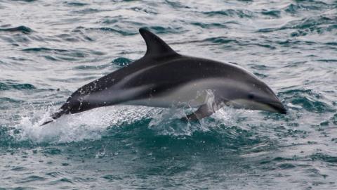 Dolphin swimming near New Zealand