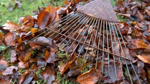 Leaves and a rack