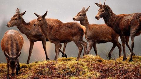 Scottish red deer