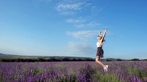 Lavender field