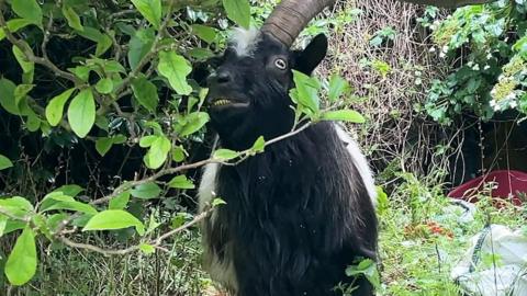 Geifr gwyllt yn creu helynt i drigolion pentref yn Eryri