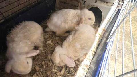 Rabbits rescued in Leicestershire