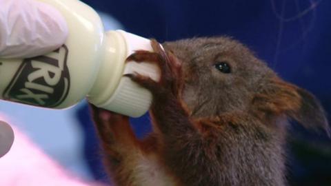 Squirrel being fed milk after being rescued by vets