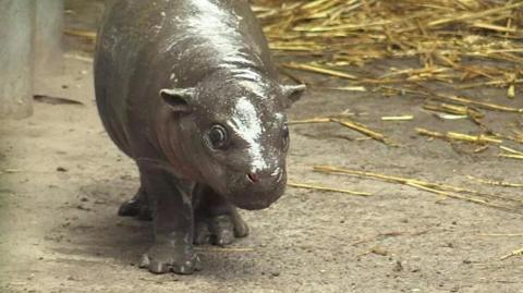 Baby pygmy hippopotamus