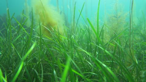 Eelgrass, Isle of Man seabed