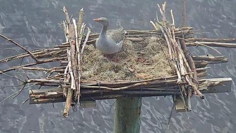 Goose in an Osprey nest