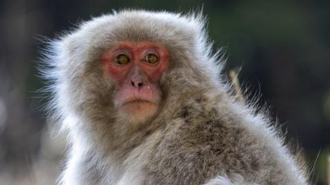 A Japanese macaque