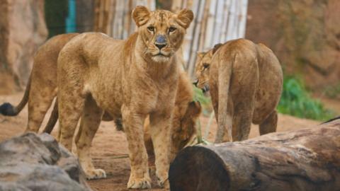 File image: Lions at a zoo in Tenerife, Spain