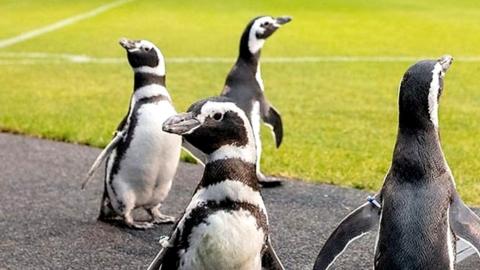 penguins at soldier field stadium