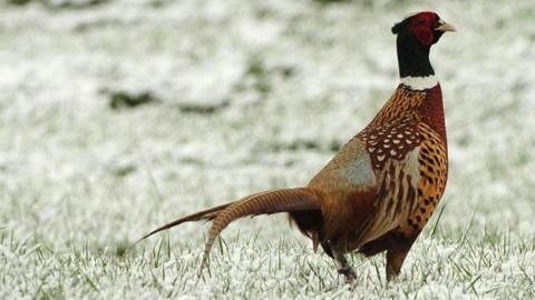 Pheasant