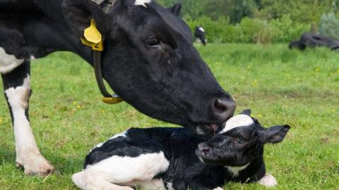 Cow with calf