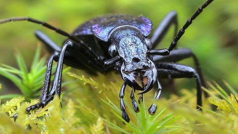 Blue Ground Beetle