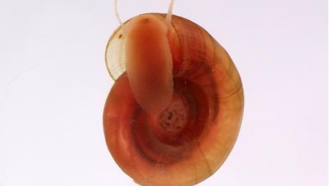 The Biomphalaria glabrata snail