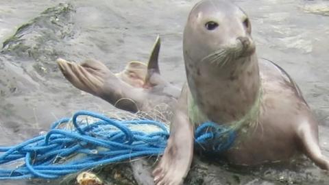 Seal and fishing net