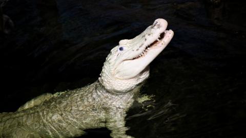 White alligator in zoo