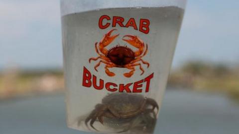 Crab in a bucket.