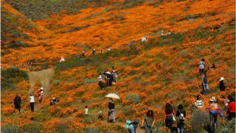 Tourists take photos in field of blooms