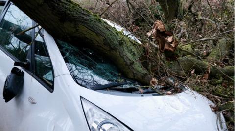 Picture shows a windscreen smashed by a tree branch