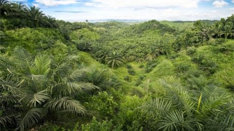 Oil palm plantation, Malaysia