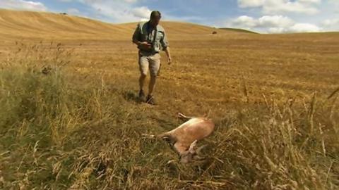 Man and dead deer