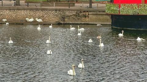 Swans in water in Peterborough
