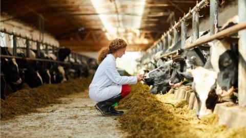 Farmer with cows