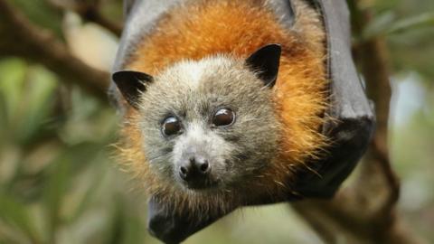 A flying fox