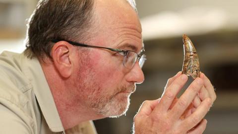 Man looking at large tooth fossil