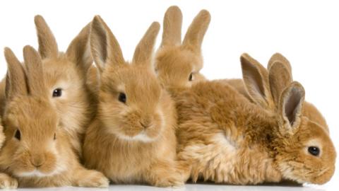 group of rabbits