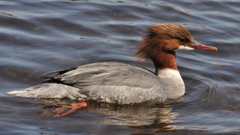 Goosander