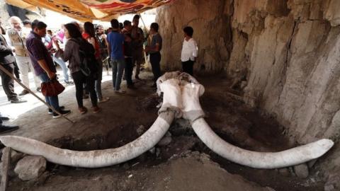 A mammoth skull with two tusk filling an excavation site