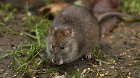 An image of a brown rat - it is hunched up and is holding something in its paws which it is nibbling on. It is standing on a dirt surface with patchy grass.