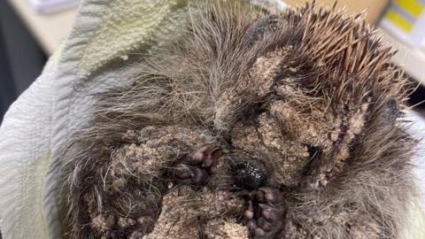 One of the hedgehogs rescued by the GSCPA