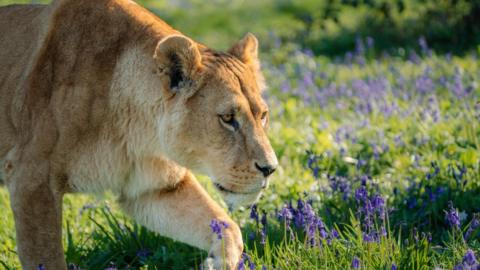 A lioness is pictured walking through a field of bluebells on a sunny day.