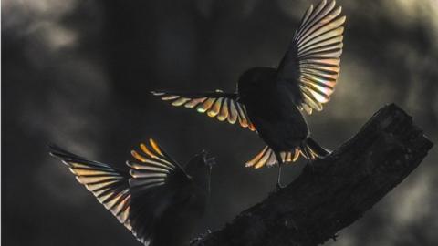 Robin and greenfinch