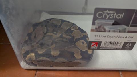 A green and brown snake inside a plastic storage box, which has been left on a tiled floor.