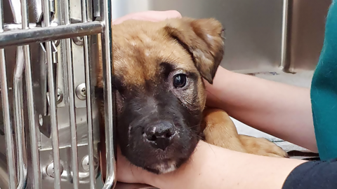 A dog called Loki being cared for