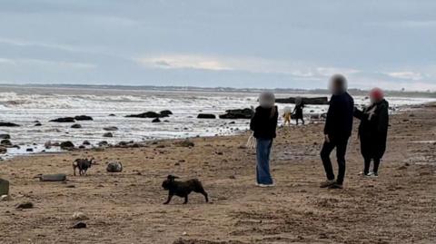Three people standing on a beach observing a seal, while two dogs run around. One of the dogs is close to the seal.