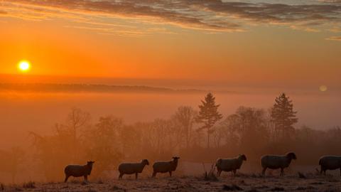 A flock of sheep are standing on a field of grass. In the distance there are trees and a fog hanging in the air. An orange sunrise fills the sky.