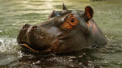 A hippo pokes its head above the water in an indoor pool.